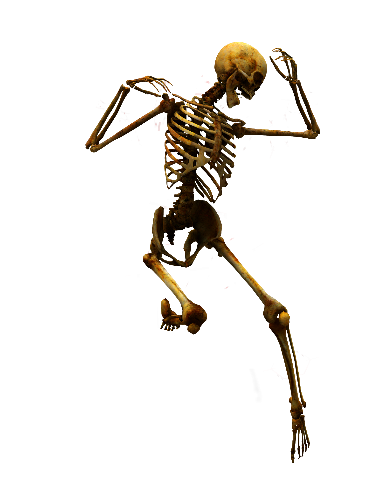 Bones e. Скелет. Скелет человека. Скелет на прозрачном фоне. Скелет для фотошопа.