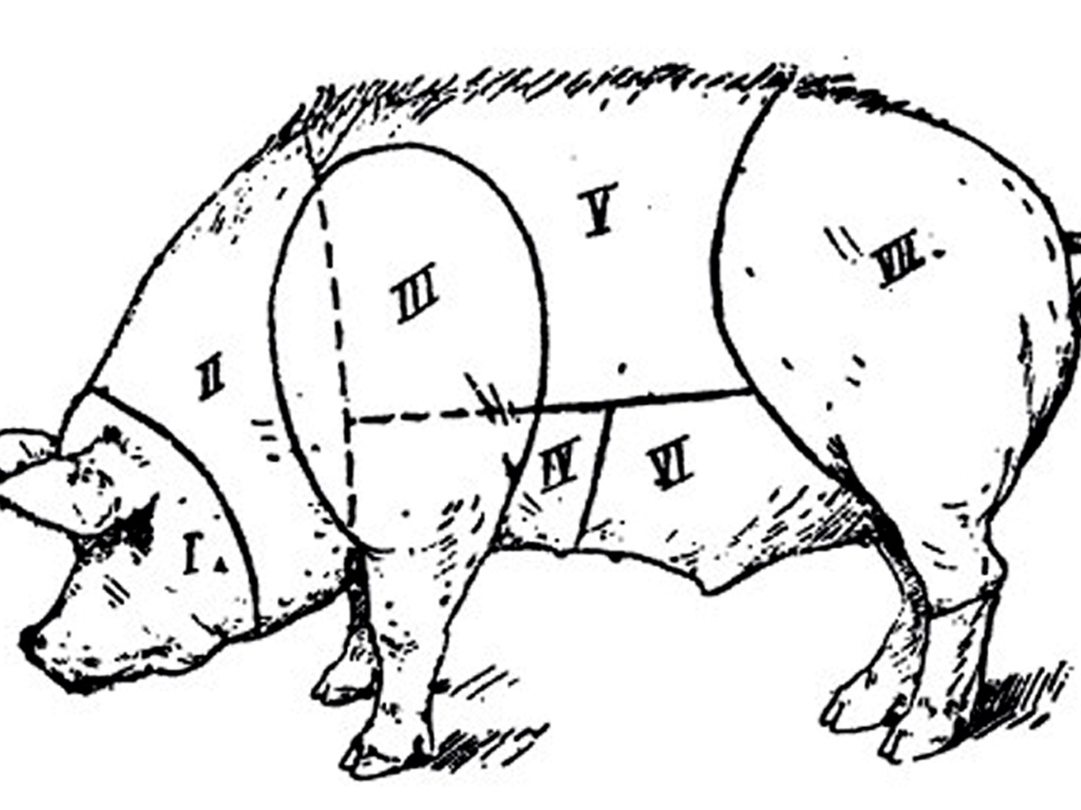 Уровень свиньи. Области тела свиньи. Экстерьер свиньи. Стати свиньи. Схематическое изображение свиньи.